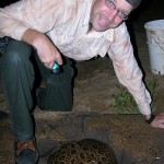 Potamotrygon, Brazil