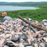 Nile perch, Lake Victoria, Uganda