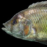 Haplochromis, Uganda